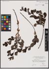 Foto von Salix aurita L.